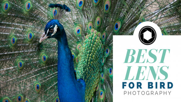 Best Lens for Bird Photography