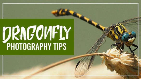 Dragonfly Photography Tips