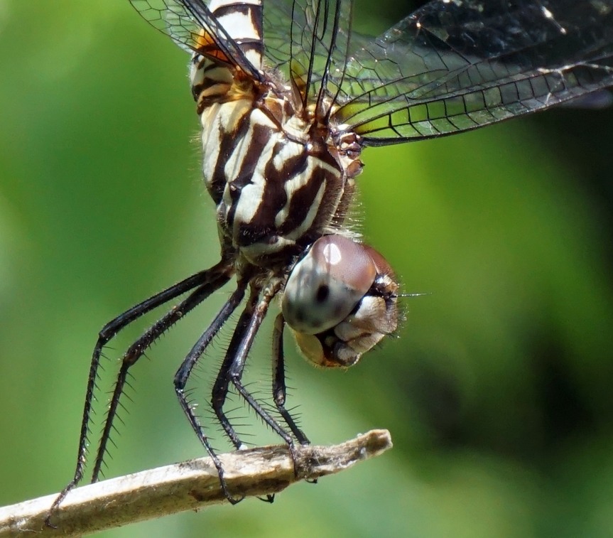 Dragonfly Photography by Earl Goodson