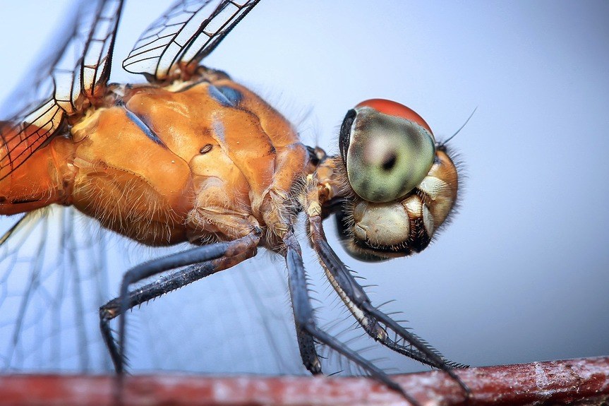 Dragonfly macro image