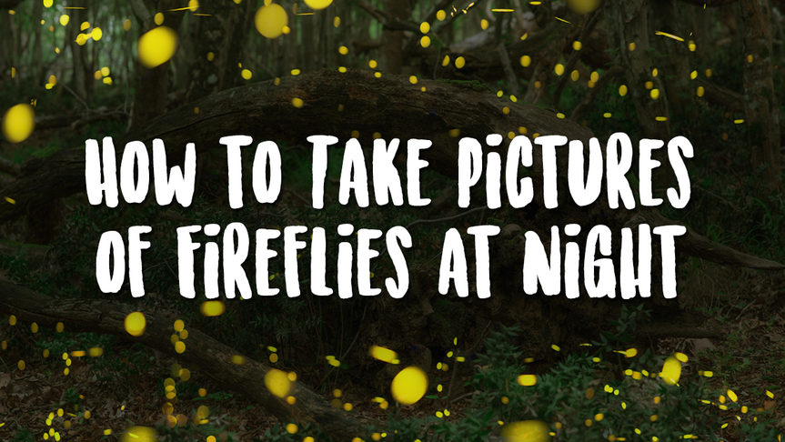 How to Take Pictures of Fireflies at Night