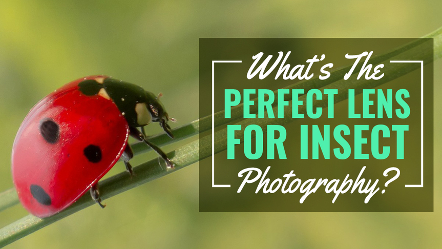 best lens for insect photography