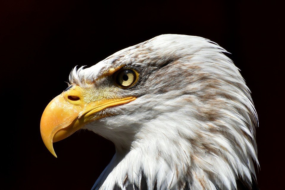 adler-bald-eagle-bird-raptor