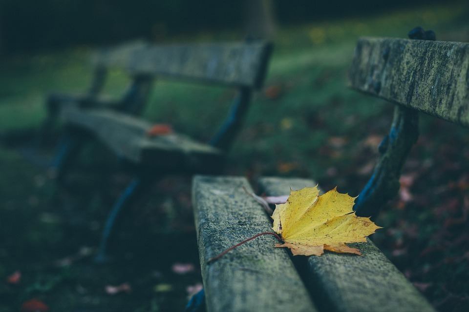 benches-depth-of-field-leaf-wood