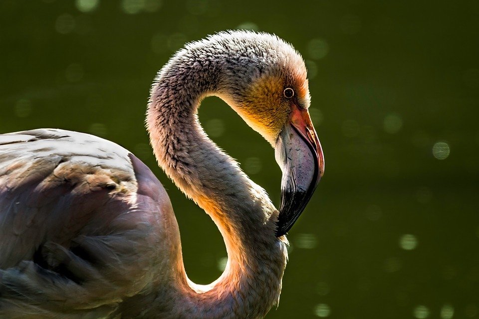 bird-fauna-beak-animal-pen-swan