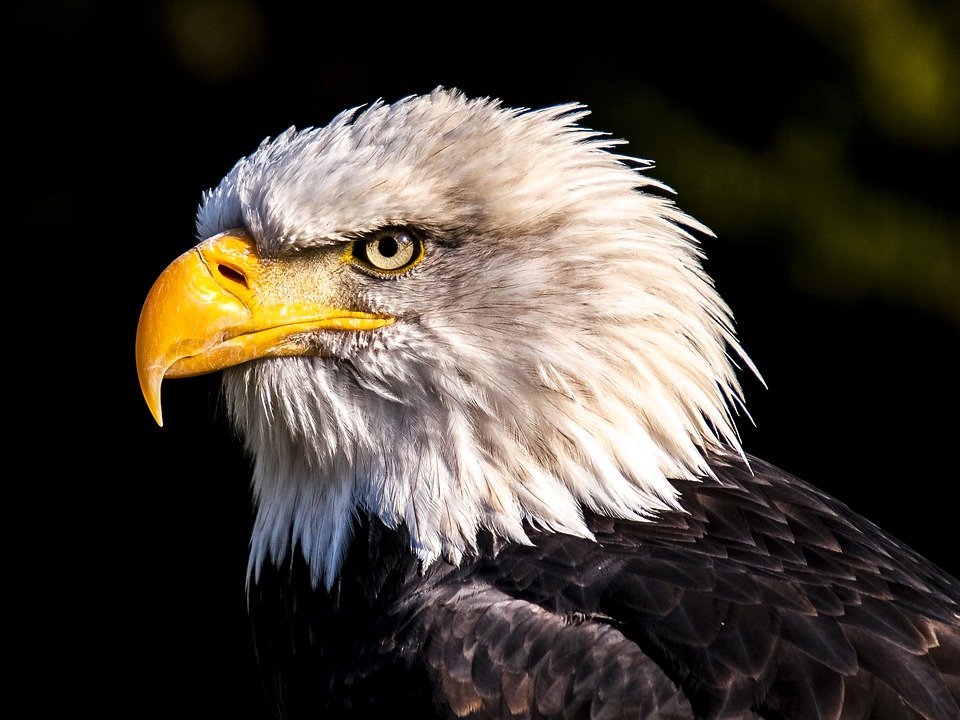 bird photography Polarizing filters