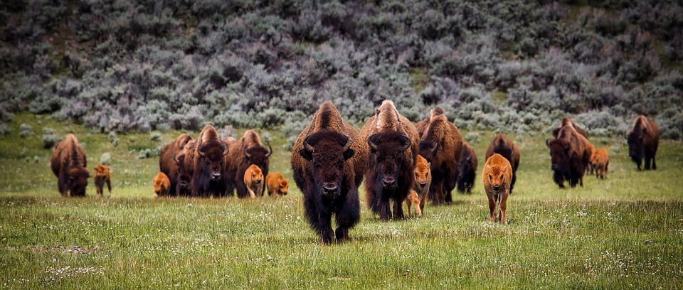 bison-buffalo-herd-wildlife