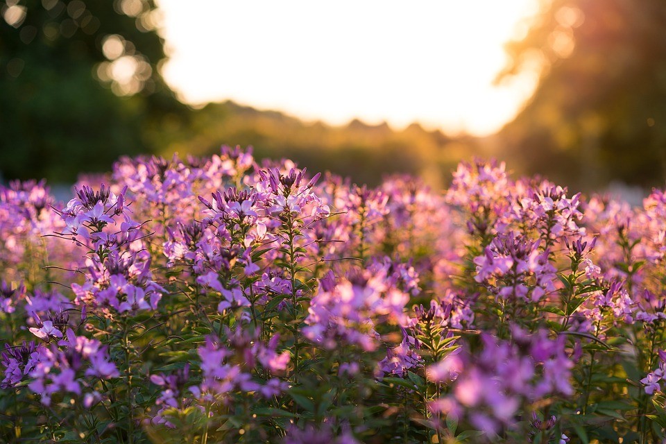 bloom-blossom-depth-of-field-flora