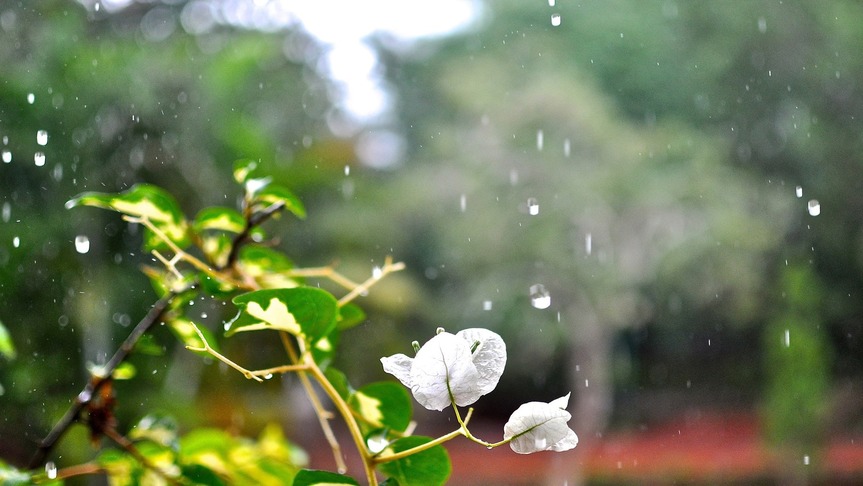 bougainvillea-water-drops