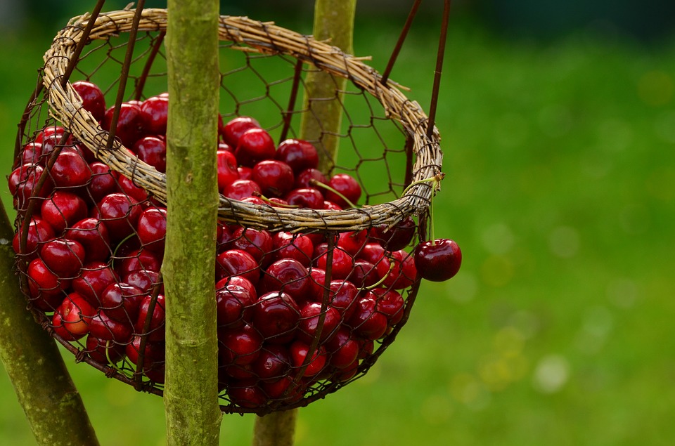 cherry dish photography