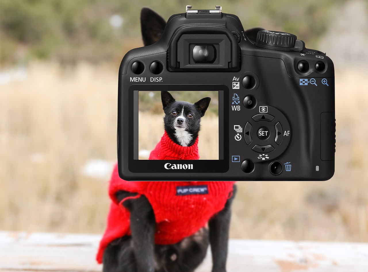 choosing a camera for pet photos