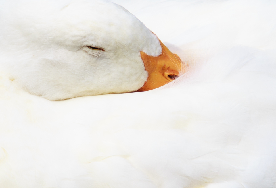duck sleeping photo
