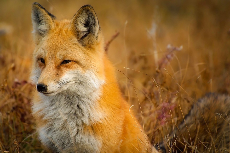 fox-animal-wildlife-red-macro