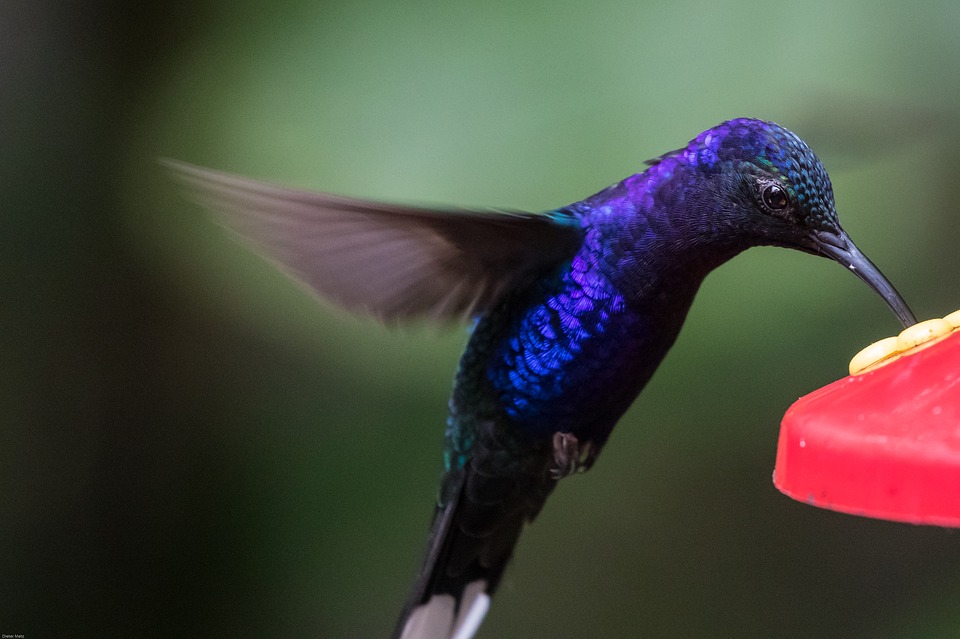 hummingbird photography composition tips