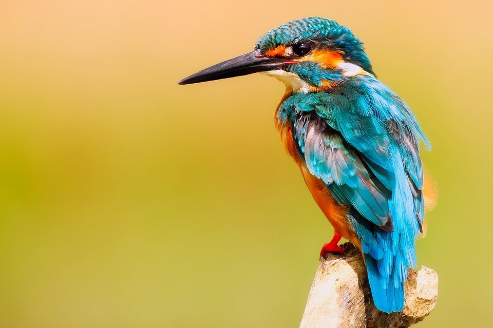 kingfisher-bird-wildlife-macro