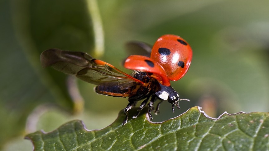 ladybug-flying-macro-lens