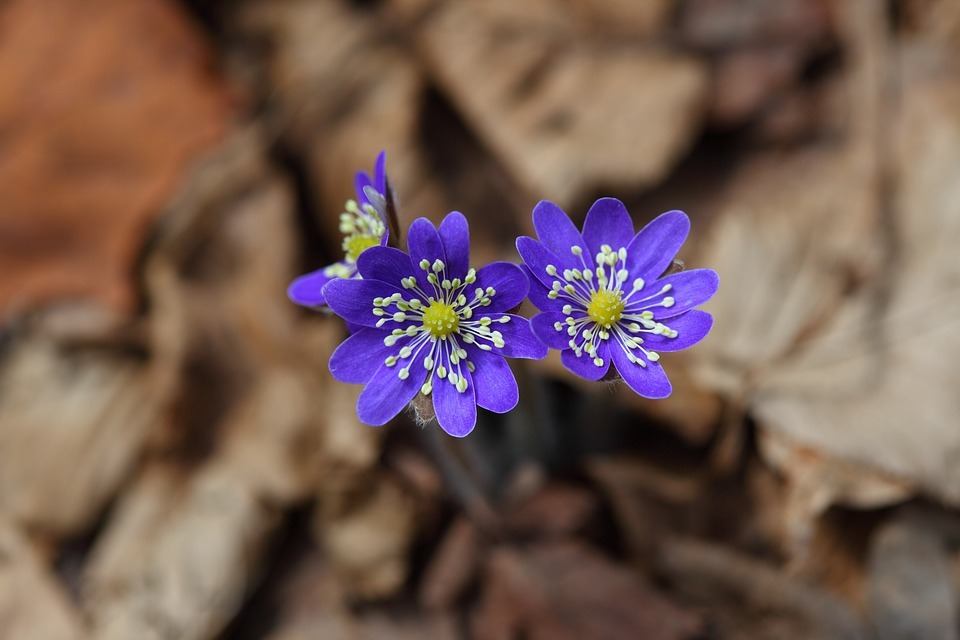 liverwort-nature-outdoors-hepatica