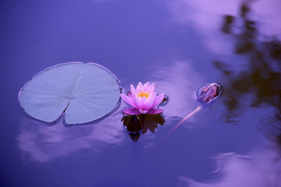 lotus-natural-water-meditation-zen