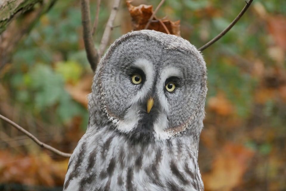 owl wildlife shot