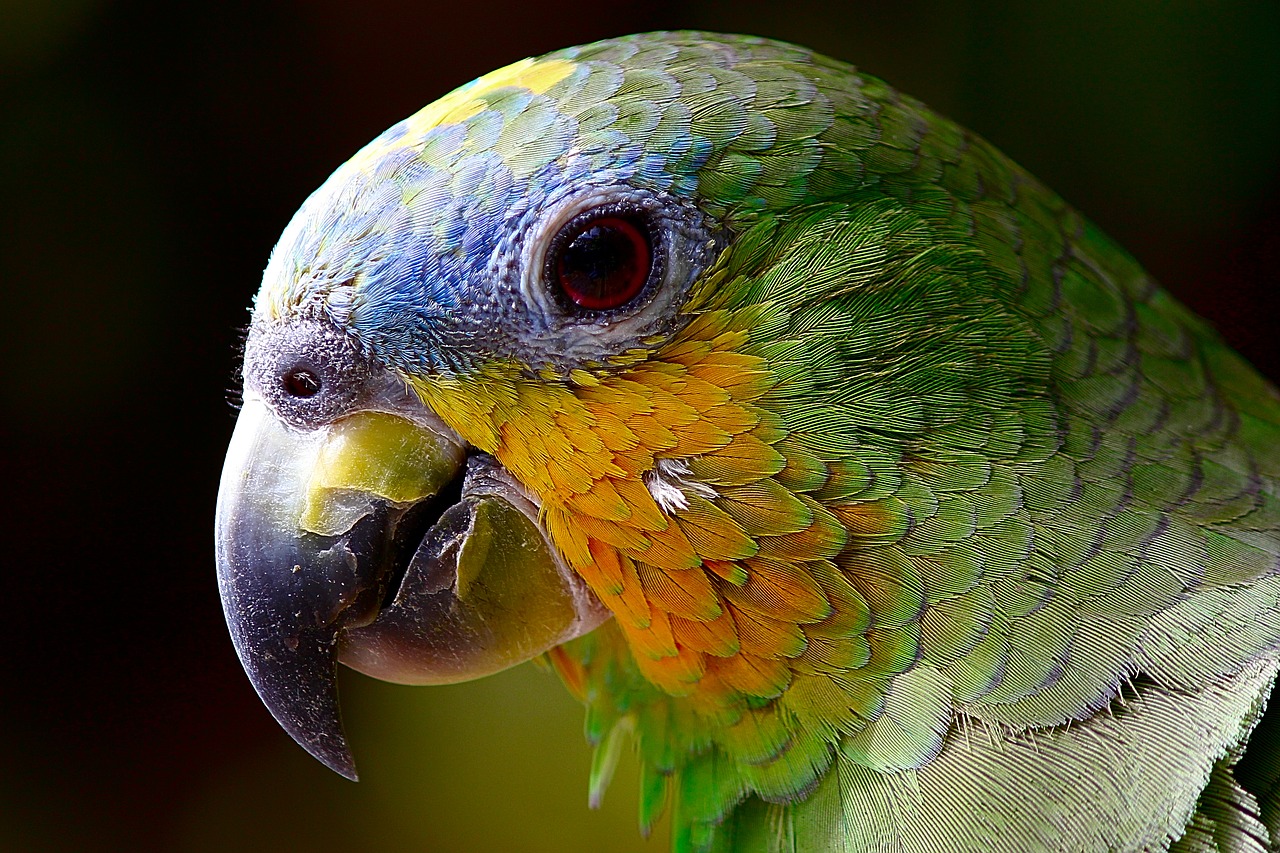 parrot Camera Canon EOS 60d macro lens