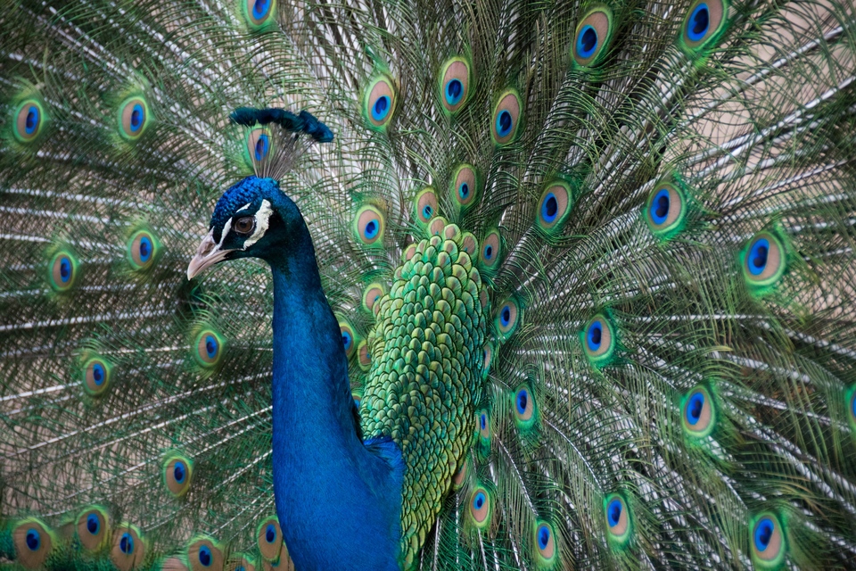 peacock photography