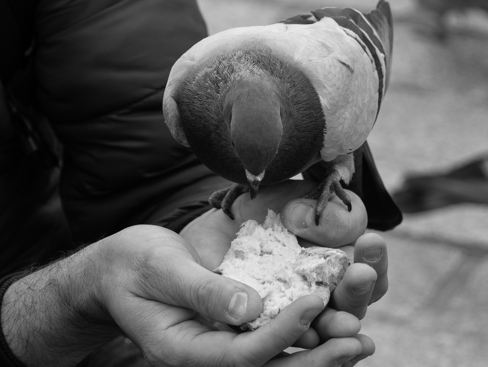 person feeding pigeon