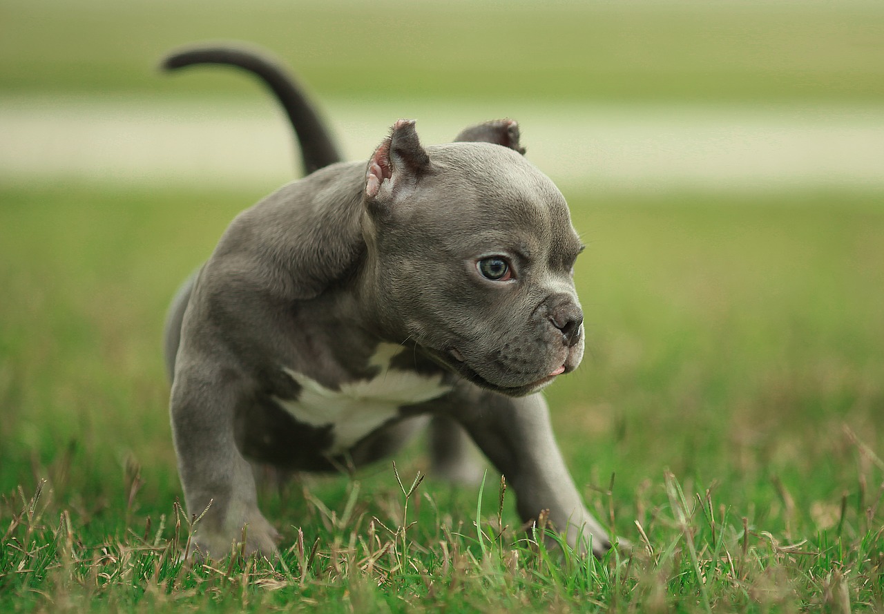 puppy in natural light