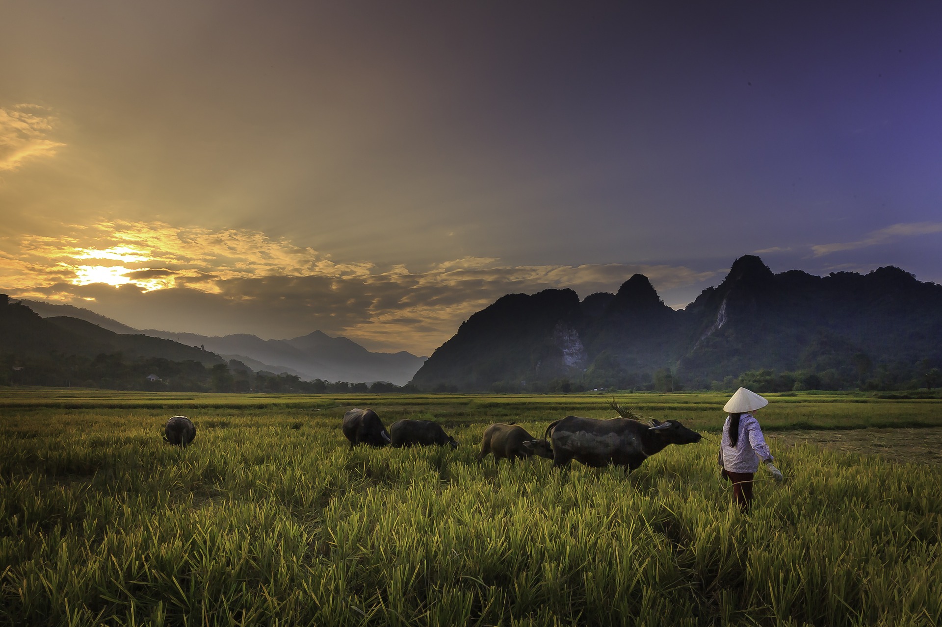 sunset in a field