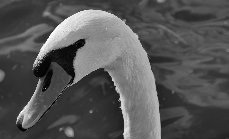 swan black and white