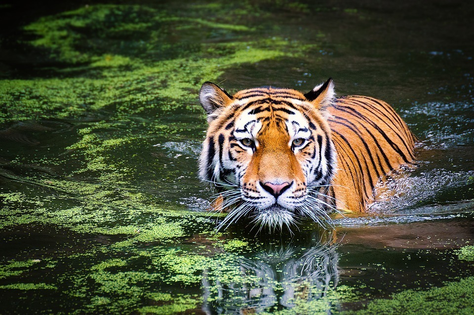 tiger-wildlife-zoo-cat