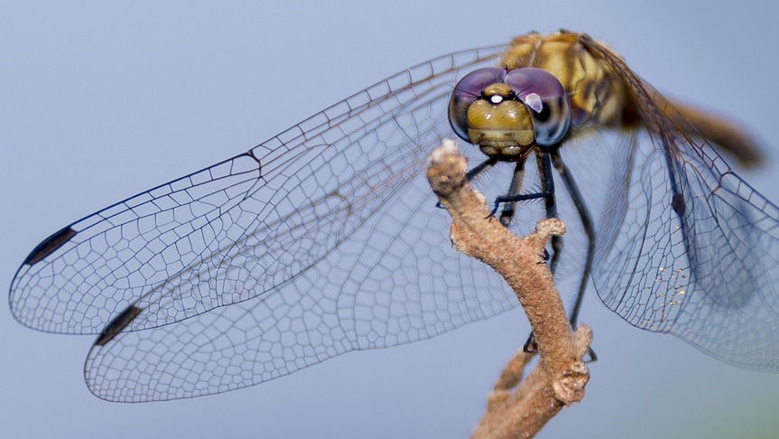 ugandan-dragon-fly-macro-lens