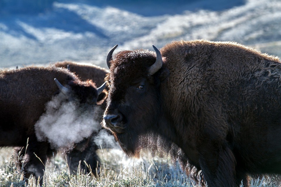 yellowstone-national-park-wyoming